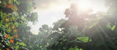 Leaves Leaves